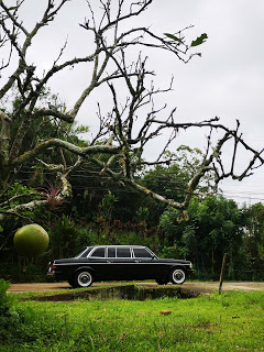 COSTA-RICA-APPLE-TREE.-MERCEDES-300D-LIMOUSINE-SERVICEf65f16938485166a.jpg